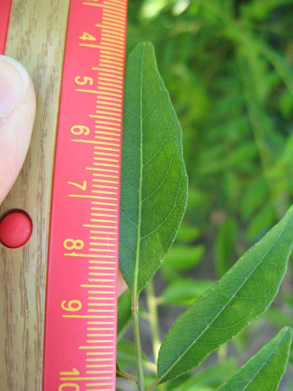              Leaflet (Winter Haven, FL)       